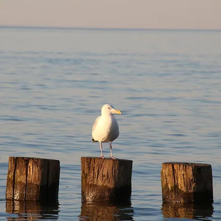 Charmante Vincent In Strandnaehe Appartamento Insel Poel